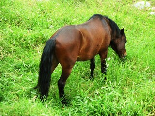 Caballo pastando en el campo