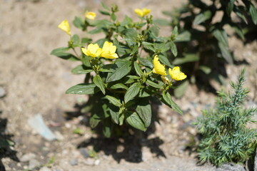 식물, 나무 꽃, 풀