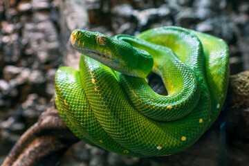 Green tree python, Morelia viridis closeup reptile portrait.