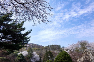 Beautiful white cherry blossom flower trees and early spring color trees background cloudy blue sky.