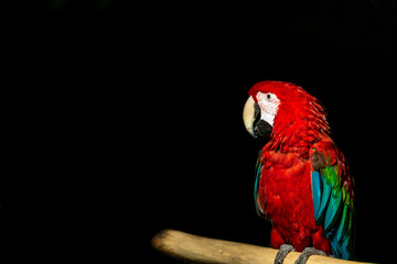 Red macaw wildlife bird portrait, Arini, isolated on black background.