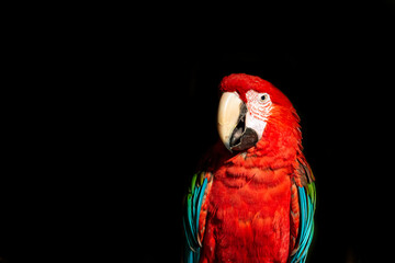 Red macaw wildlife bird portrait, Arini, isolated on black background.