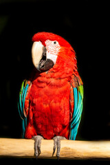 Red macaw wildlife bird portrait, Arini, isolated on black background.
