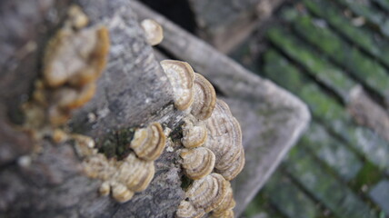 SONY DSC