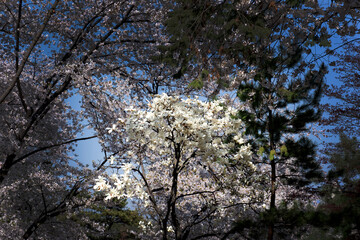 Beautiful white cherry blossom flower trees and early spring color trees background cloudy blue sky.