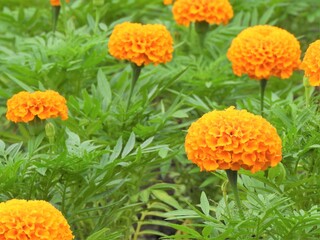 マリーゴールド