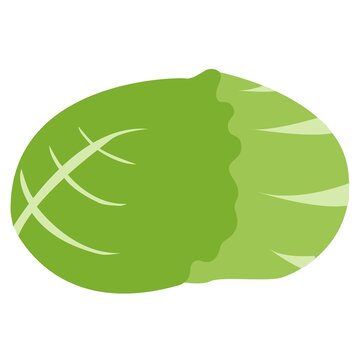 illustration of cabagge - simple version