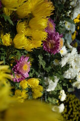 Various Colors of Flowers of Chrysanthemum in Full Bloom
