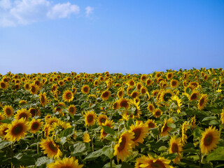 Obraz premium 北海道のひまわり畑