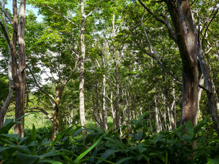 北海道知床半島
