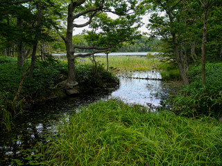 北海道知床半島の知床五湖