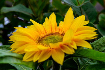 yellow flower in the garden