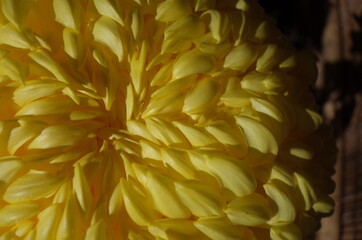 Soft Light Yellow Flower Center of Chrysanthemum in Full Bloom
