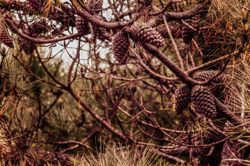 pine cones on a tree