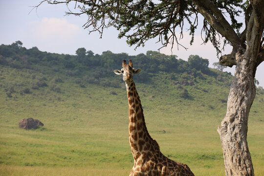 African reticulated giraffe standing under acacia tree in Maasai Mara, Kenya