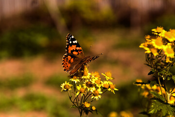 The beautiful wild flower and butterfly.