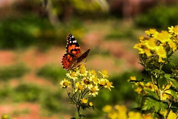 The beautiful wild flower and butterfly.