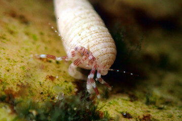 Juvenile Clarrie's Hermit Crab (Pagurixus handrecki)