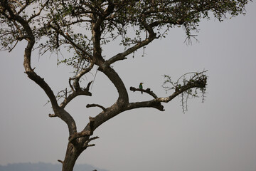 Fototapeta na wymiar Beautiful silhouette of small Eurasian Bee Eater bird perched on tree branch in Masai Mara, Kenya