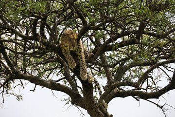 Fototapeta na wymiar Close up photo of beautiful African leopard resting on branch of acacia tree in Maasai Mara, Kenya