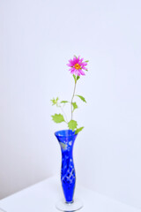 pink flowers in a vase
