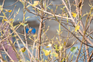 Indian sparrow in the bush