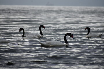 cisnes cuello negro 