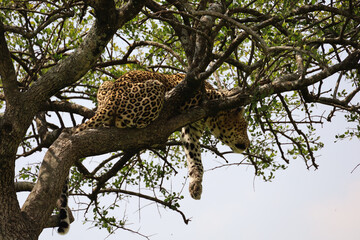 Fototapeta na wymiar Close up photo of beautiful African leopard resting on branch of acacia tree in Maasai Mara, Kenya 