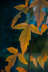 Autumn yellow golden leaves on the sun and blurred trees . Fall background. Selective focus