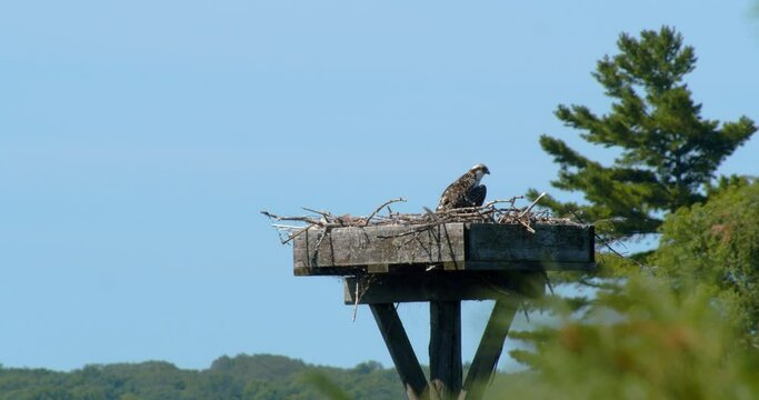 Young Osprey perched high in a nest ready to take its first flight anytime soon