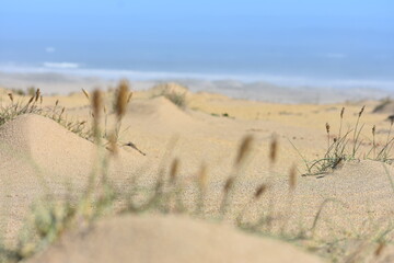 dunas y océano 