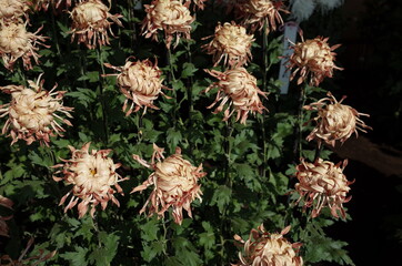 Fototapeta premium Light Purple Flowers of Chrysanthemum 'Edo Giku' in Full Bloom 
