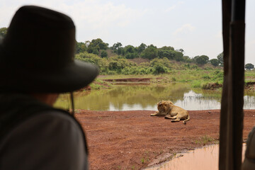 Man in safari jeep looking out at lion lying by watering hole in Maasai Mara, Kenya
