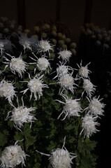 White Flowers of Chrysanthemum 'Edo Giku' in Full Bloom

