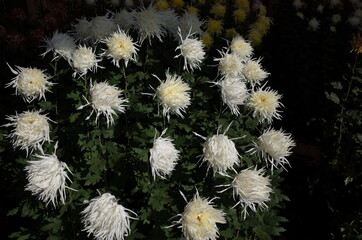 White Flowers of Chrysanthemum 'Edo Giku' in Full Bloom
