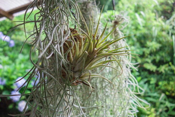 スパニッシュモスとイオナンタ