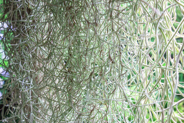 植物のカーテン