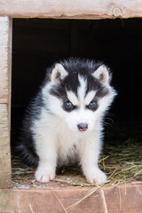 husky puppy in a doghouse on a hay bed
