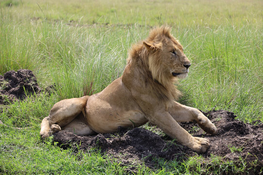 Close up photo of side profile of large male lion waking up from nap on African Serengeti grassland in Maasai Mara, Kenya