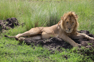 Close up photo of large male lion waking up from nap on African Serengeti grassland in Maasai Mara, Kenya	