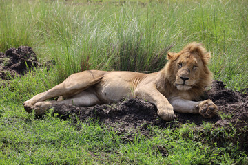 Close up photo of large male lion waking up from nap on African Serengeti grassland in Maasai Mara, Kenya	