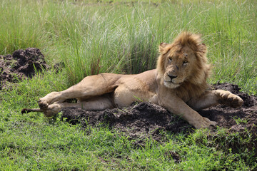 Close up photo of large male lion waking up from nap on African Serengeti grassland in Maasai Mara, Kenya	