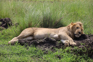 Fototapeta premium Close up photo of large male lion sleeping on African Serengeti grassland in Maasai Mara, Kenya 