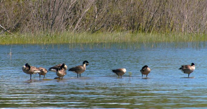 Flock of geese standing on a shoal in the water cleaning themselves