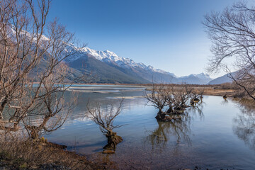 Willow trees growing in lake bed - Lake Wakatipu New Zealand