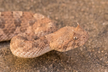 Horned Adder