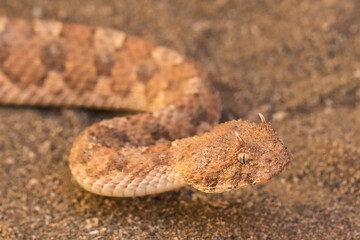 Horned Adder resting on desert sand