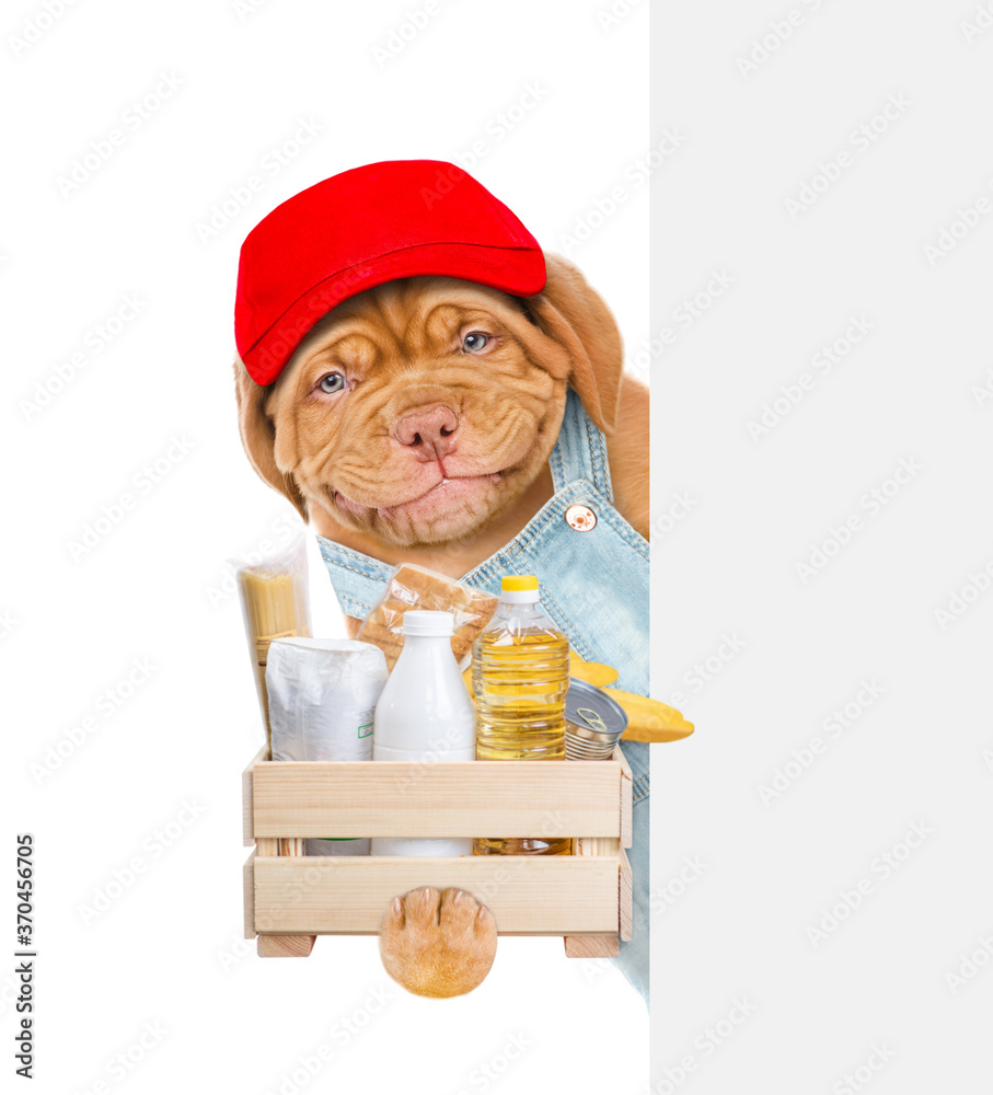 Poster delivery dog wearing red cap and overalls holds box with grocery and looks from behinde empty white 