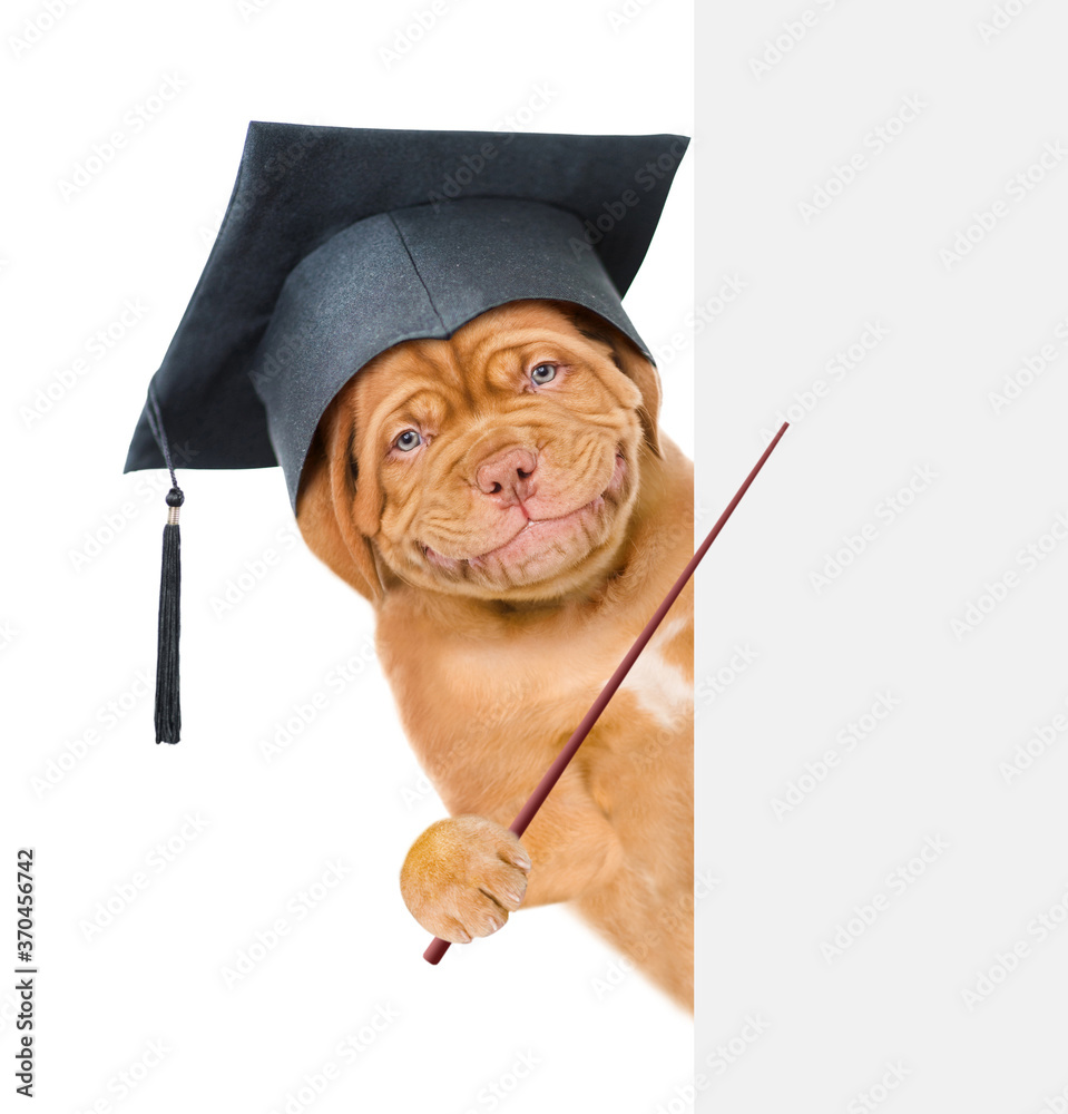 Poster graduated dog points on empty white banner. isolated on white background