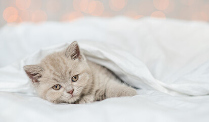Kitten lies under warm blanket on a bed at home. Empty space for text